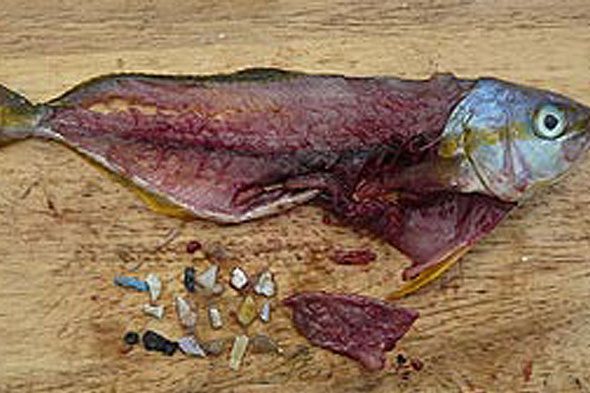 Plastic found in fish guts